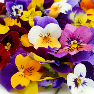 新鲜三色堇可食用花酒店西餐摆盘日料烘焙蛋糕装 饰冷艺点缀鲜花草