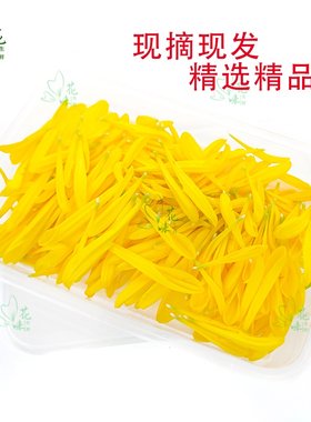 黄菊花花瓣黄菊花花瓣新鲜现摘