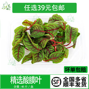 新鲜 红脉酸膜叶 酸模叶 红酸模草酢浆草食用花酒店摆盘装饰点缀