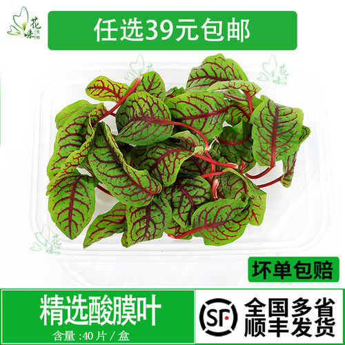 新鲜红脉酸膜叶酸模叶摆盘装饰