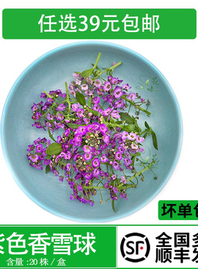 新鲜香雪球紫色微型花酒店西餐摆盘装饰日料冷艺烘焙酒水装饰点缀