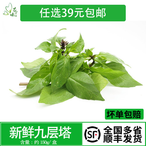 新鲜 九层塔 金不换150g 西餐厅东南亚料理酒店台湾三杯鸡香料