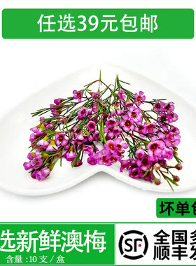 新鲜花草  澳梅花10支冷艺  中西餐摆盘酒店日料盘饰花点缀装饰