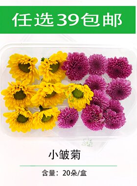 新鲜小皱菊 小菊花 混合彩菊 食用花草 西餐酒店烘焙摆盘装饰点缀