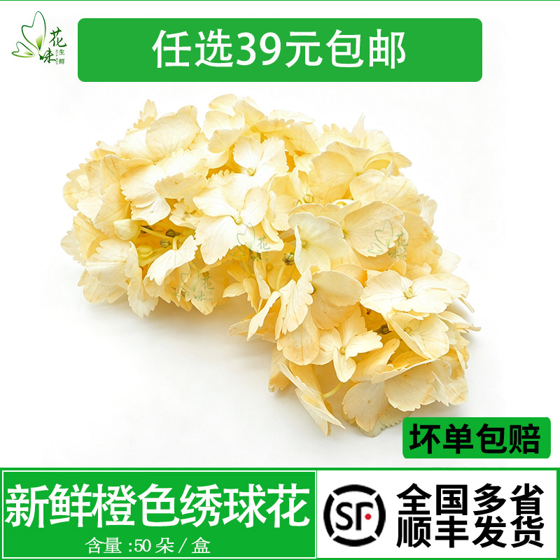 新鲜橙色绣球花翠绣球