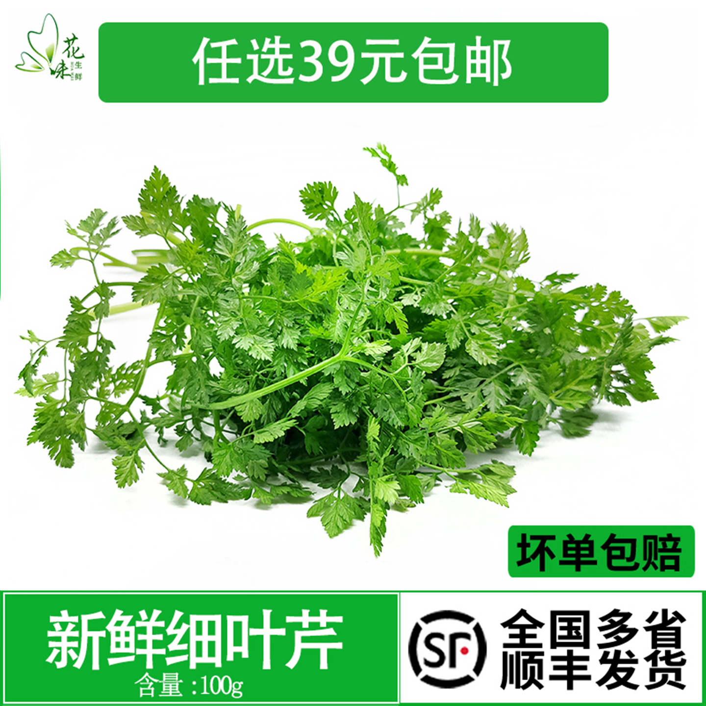 新鲜细叶芹西餐香料菜欧芹