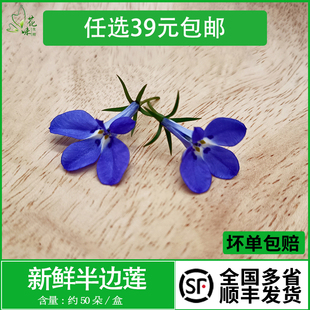 新鲜半边莲花 六倍利 酒店西餐装饰摆盘约50朵 冷艺烘焙鲜花点缀