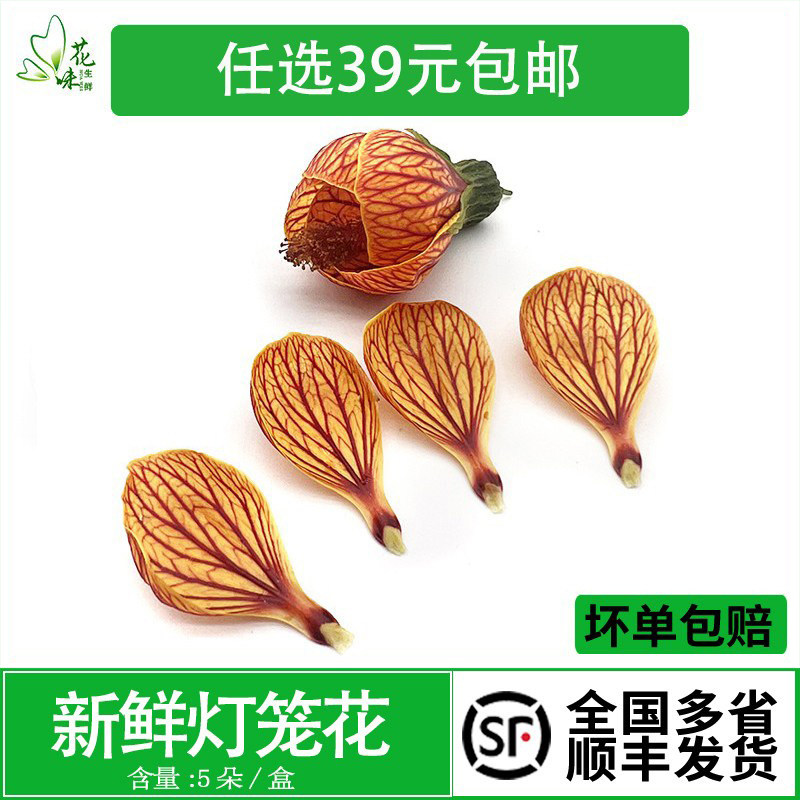 新鲜花草鲜花 灯笼花 风铃花 金玲花5朵酒店西餐日料摆盘装饰点缀