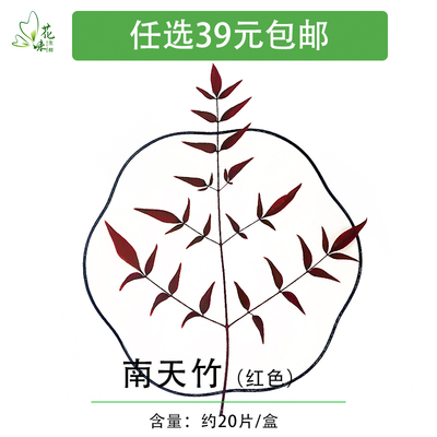 新鲜红南天 南天竹叶  非枫叶日料寿司西餐酒店摆盘装饰花草 20支