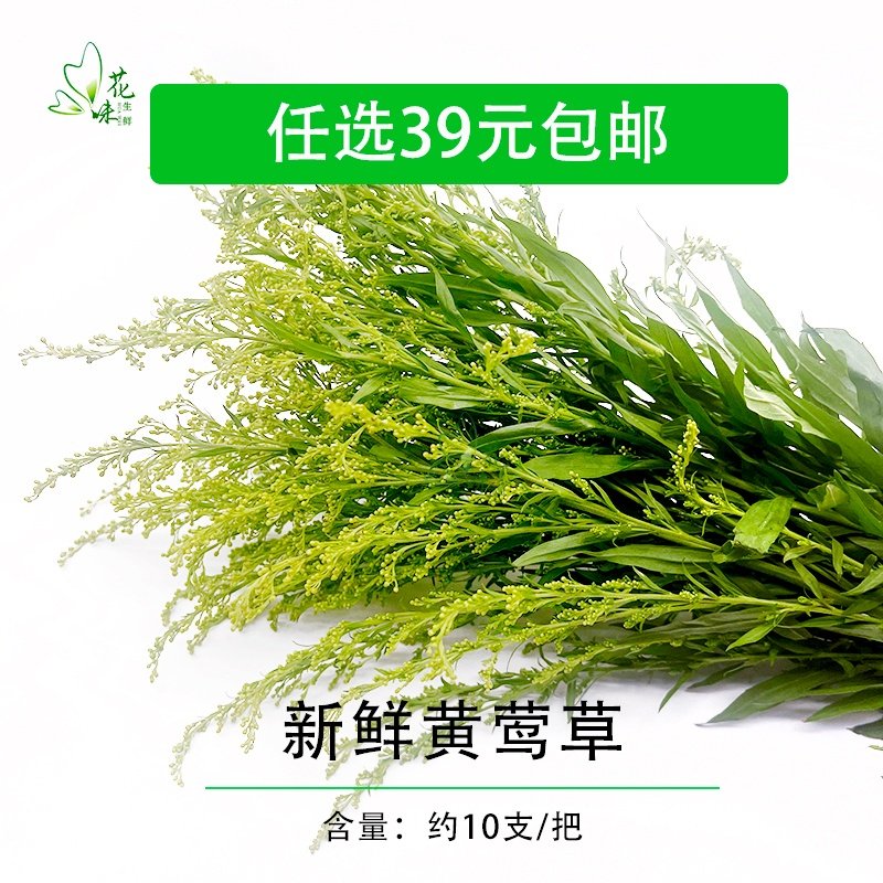 新鲜黄莺草非情人草 10支花草酒店西餐日料意境菜摆盘装饰点缀