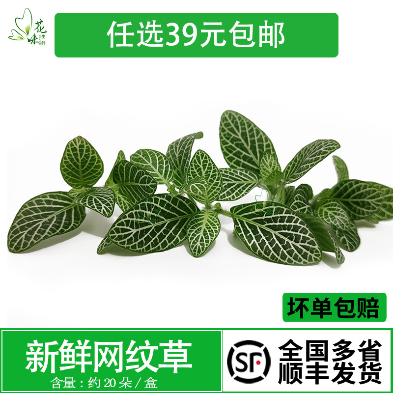 新鲜网纹草网纹叶子火锅中餐西餐摆盘装饰花草点缀