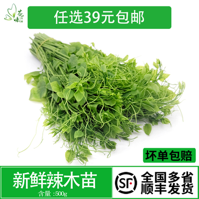 辣木苗特色蔬菜食材凉拌炒菜优选