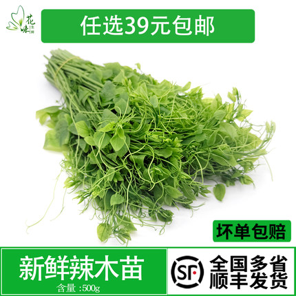 新鲜辣木苗500g 姑娘菜 野菜赤苍藤 酒店食材凉拌炒菜特色蔬菜