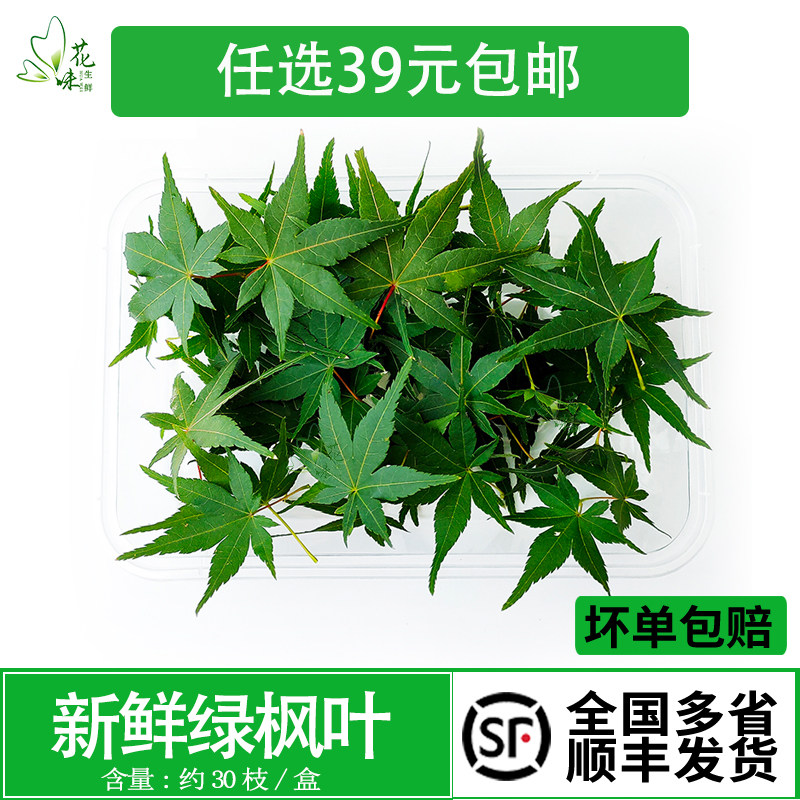 新鲜绿枫叶枫树叶西餐现摘现发图片