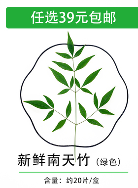 新鲜绿南天 南天竹叶非枫叶酒店西餐日料摆盘装饰花草点缀 20支