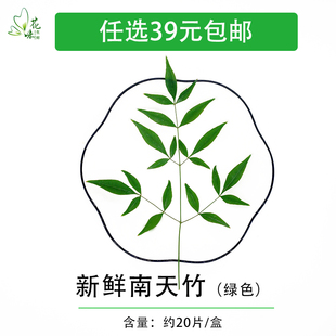 新鲜绿南天 南天竹叶非枫叶酒店西餐日料摆盘装饰花草点缀 20支