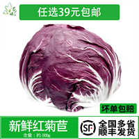 新鲜红菊苣生菜 落地球红卷心菜500g西餐食材即食蔬菜沙拉球生菜