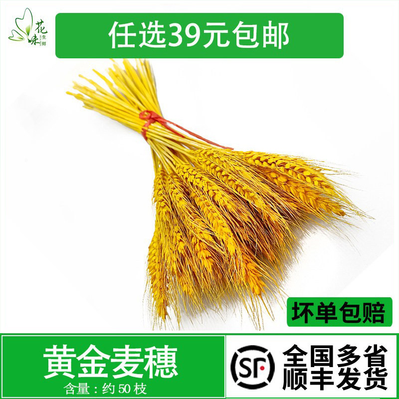 黄金麦穗 干小麦穗 天然干花 日料餐饮西餐摆盘装饰拍摄道具