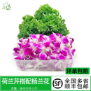 新鲜荷兰芹杨兰花套装 饰花草 洋兰花法香西餐酒店火锅烤肉摆盘装