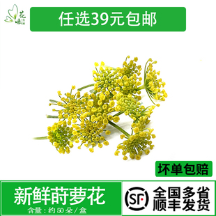 新鲜花草 小莳萝花小茴香花约50朵日料西餐酒店摆盘装饰点缀烘焙