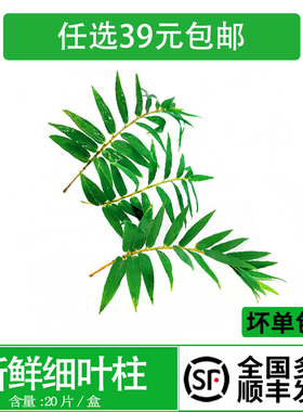 新鲜细叶竹 小竹叶  凤尾竹20片 西餐日料冷菜摆盘烘焙点缀装饰