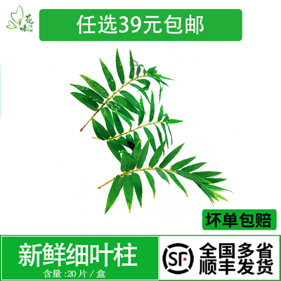 新鲜细叶竹 小竹叶  凤尾竹20片 西餐日料冷菜摆盘烘焙点缀装饰