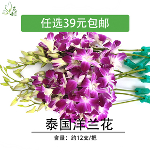 新鲜泰国进口杨兰花西餐摆盘 洋兰花花朵石斛兰 酒店西餐摆盘装饰