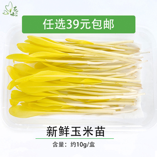 新鲜蔬菜 玉米苗 蔬菜苗 可食用芽苗菜 西餐酒店装饰摆盘点缀