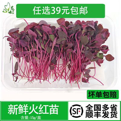 新鲜蔬菜火红苗 安曼红 斯卡纳苗食用 芽苗菜酒店西餐摆盘装饰