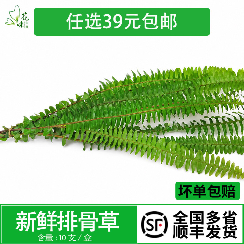 排骨草新鲜采摘食用花西餐