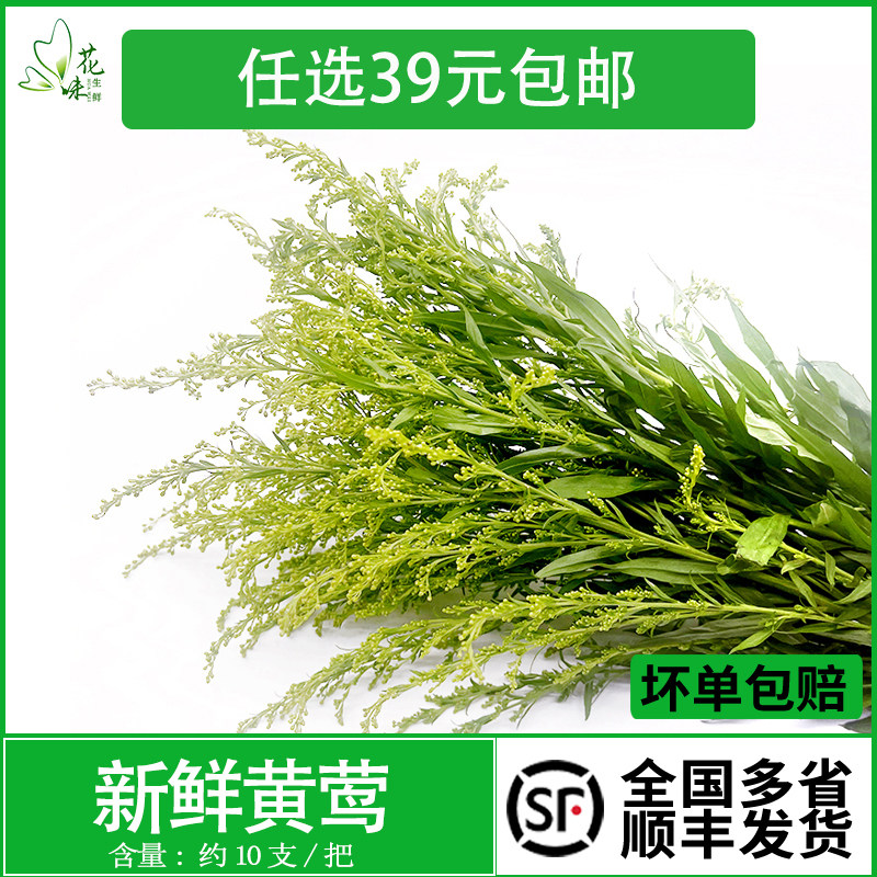 新鲜黄莺草非情人草 10支花草酒店西餐日料意境菜摆盘装饰点缀