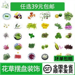 新鲜三色堇薄荷叶清香木千叶兰苗菜蛋糕装饰西餐摆盘花草点缀合集