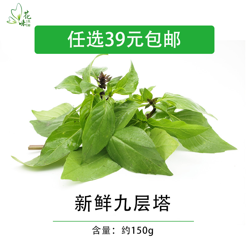 新鲜九层塔金不换150g西餐厅东南亚料理酒店台湾三杯鸡香料