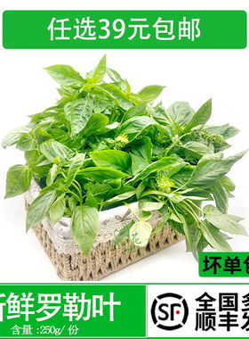 新鲜罗勒叶西餐香料食用青酱制作罗勒新鲜蔬菜酒店西餐香料调料