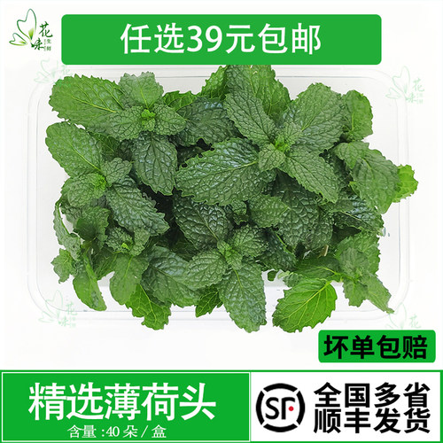 新鲜薄荷叶头薄荷尖摆盘装饰烘焙