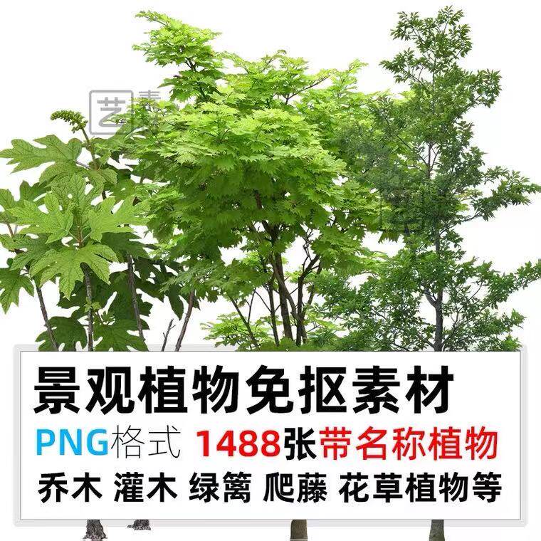 带植物名称景观园林植物素材png格式效果图ps后期免抠素材绿植