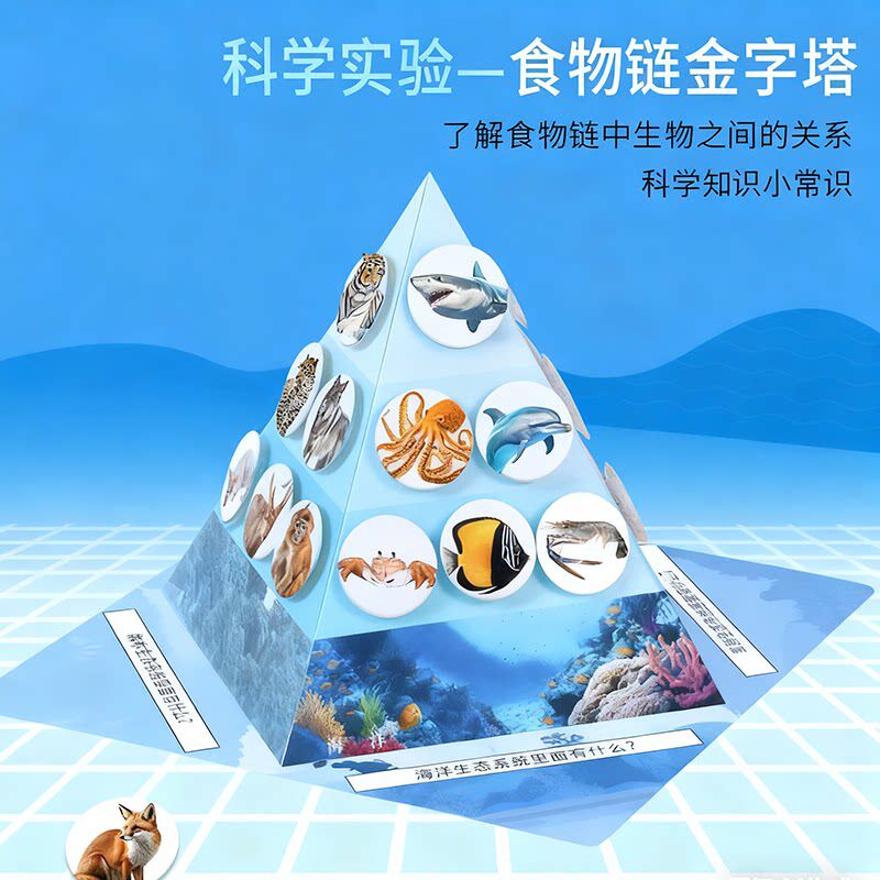 diy食物链金字塔幼儿园手