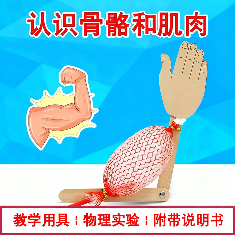 认识骨骼和肌肉模型牵动