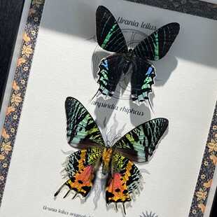 蝴蝶标本相框真装饰画摆件生日礼物天堂凤蝶大蓝闪蝶光明女神欢乐
