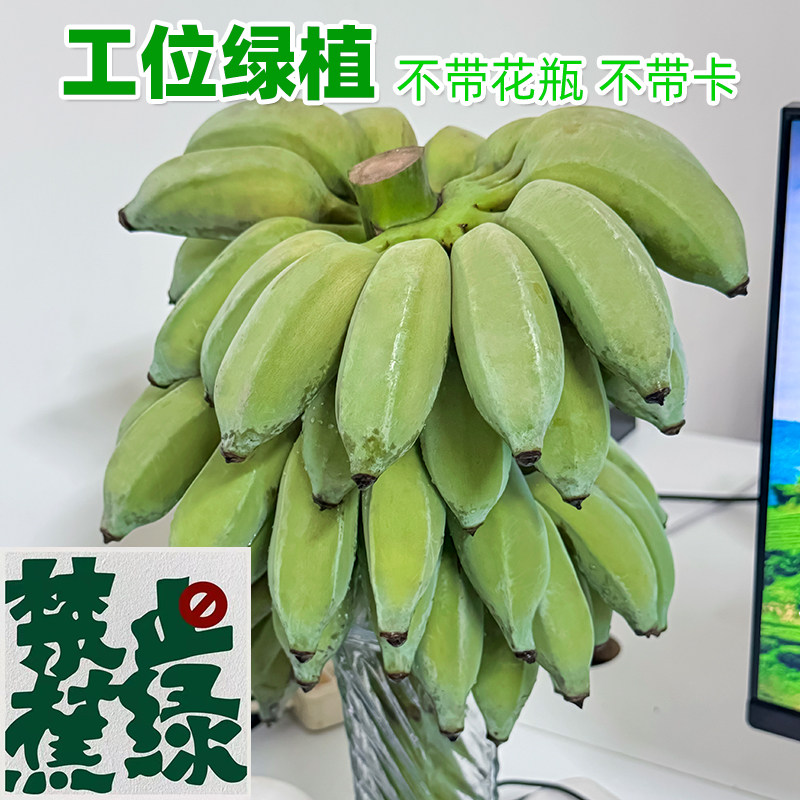 整串水培香蕉花可观赏可食用