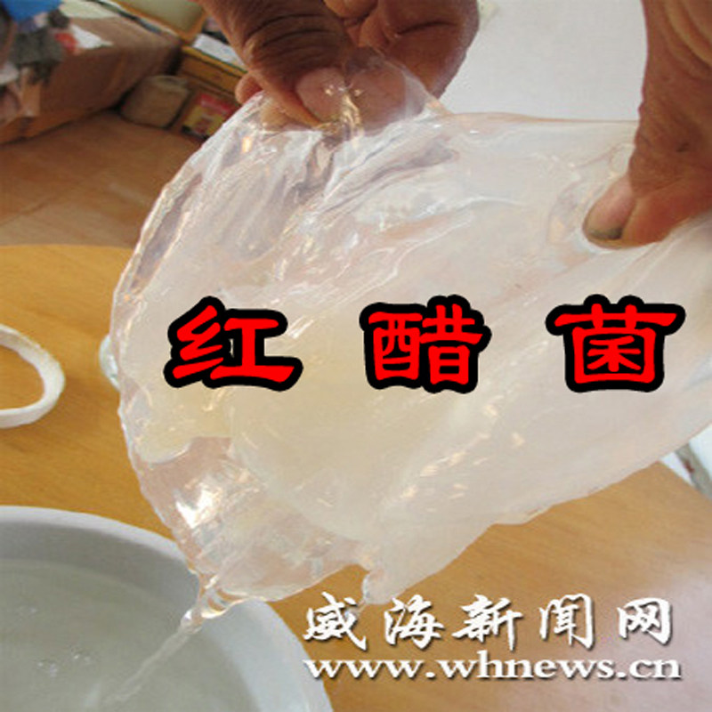 认准文登发货醋鹅子醋蛾子醋菌