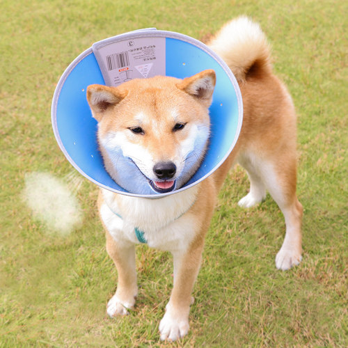 狗狗项圈伊丽莎白圈中中大型犬