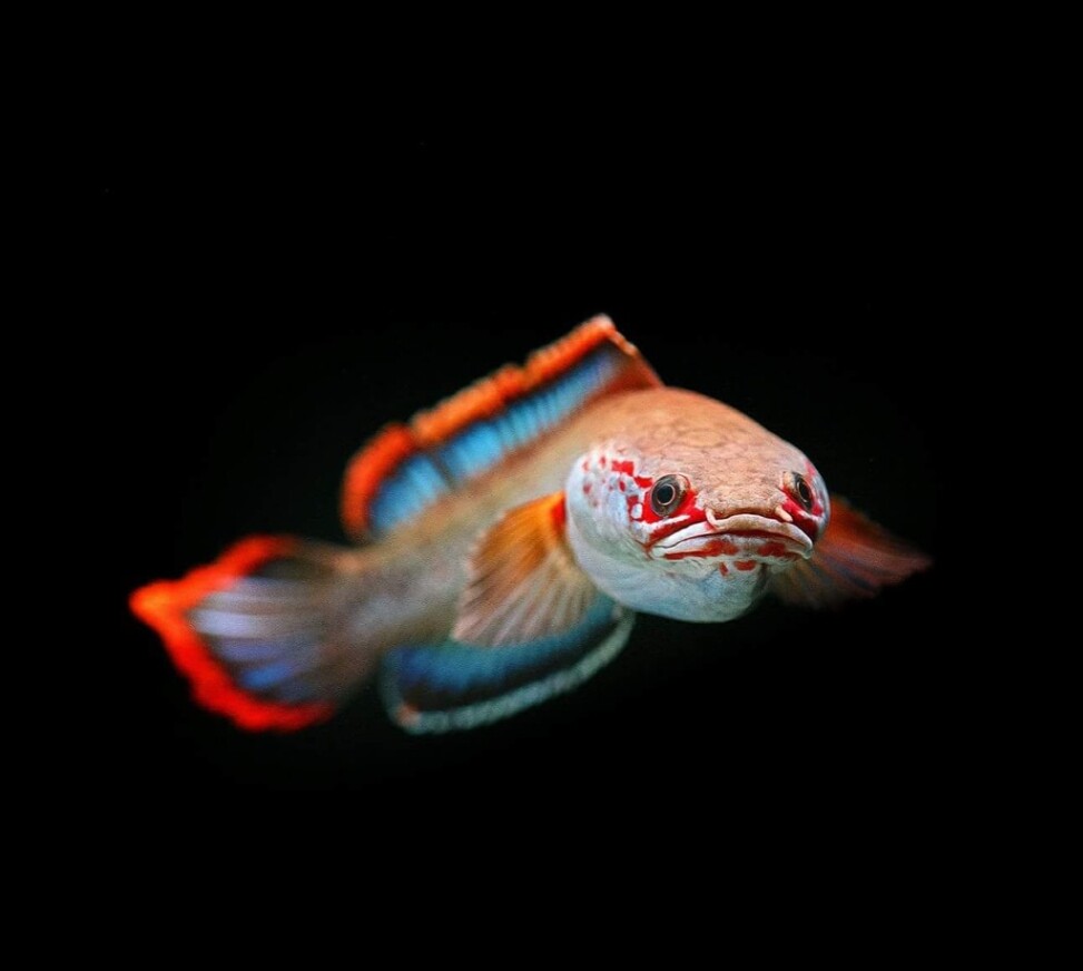 血斑一型雷龙缅甸血一冰火雷龙鱼稀有雷龙颜色靓丽凶猛