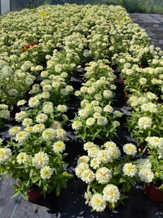 丰花百日草 阳台庭院耐热盆栽好养易爆花 花期长