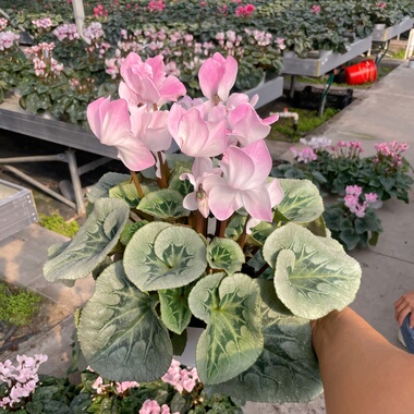 皮克仙客来盆栽 室内阳台窗台客厅花卉 开花好养护 花期久喜干旱