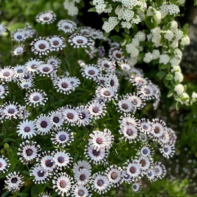 重瓣蓝目菊盆栽南非万寿菊花卉非洲菊带花阳台庭院花期长喜阳好养