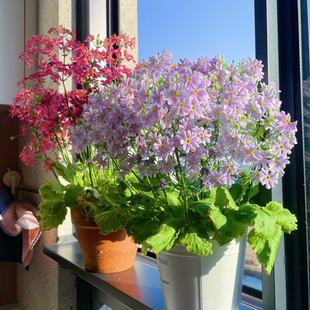 云南彩云报春盆栽 小花四季樱草花卉 带花发货好养易爆花 有香味