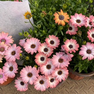 重瓣蓝目菊盆栽南非万寿菊花卉非洲菊带花阳台庭院花期长喜阳好养