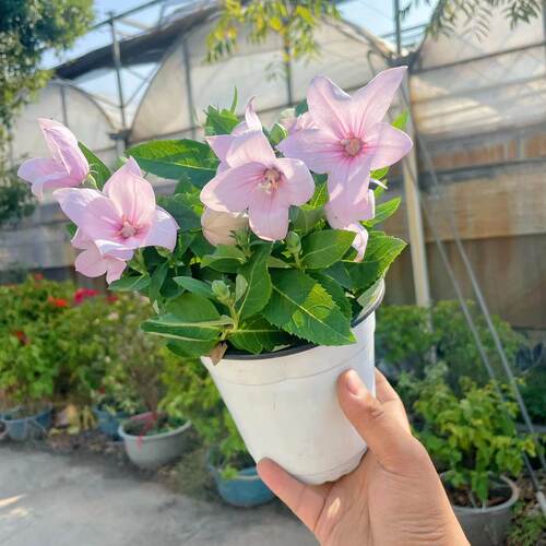 中华桔梗盆栽阳台花卉易爆花