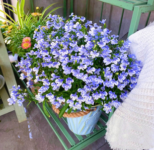 冬天阳台花卉 六倍利半边莲盆栽 花期久易爆花 阳台庭院花园种植